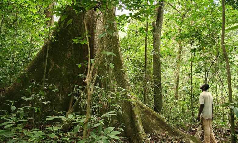 One Forest Summit : Un sommet pour faire progresser l’ambition collective de préservation et gestion durable des forêts tropicales