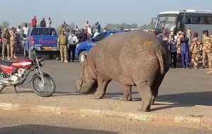 AFRIQUE/TCHAD: Les forces de maintien de l'ordre interrompent le séjour d'un Couple d'Hippopotame dans la capitale