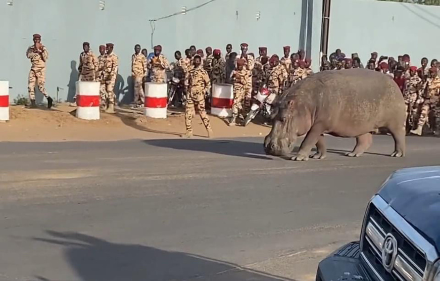AFRIQUE/TCHAD: Les forces de maintien de l'ordre interrompent le séjour d'un couple d'hippopotame dans la capitale