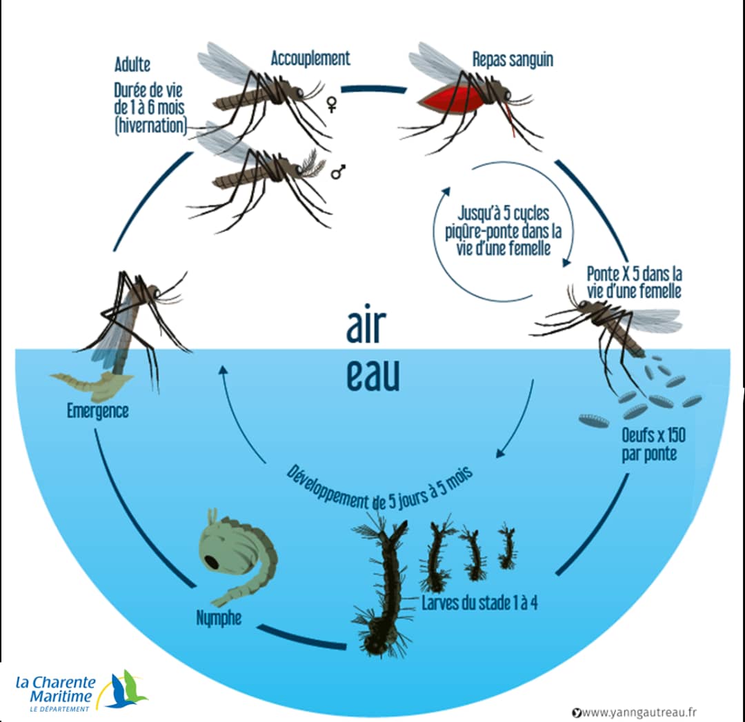La vie éphémère des moustiques : découvrez la vérité sur leur durée de vie.